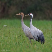 R5M04577