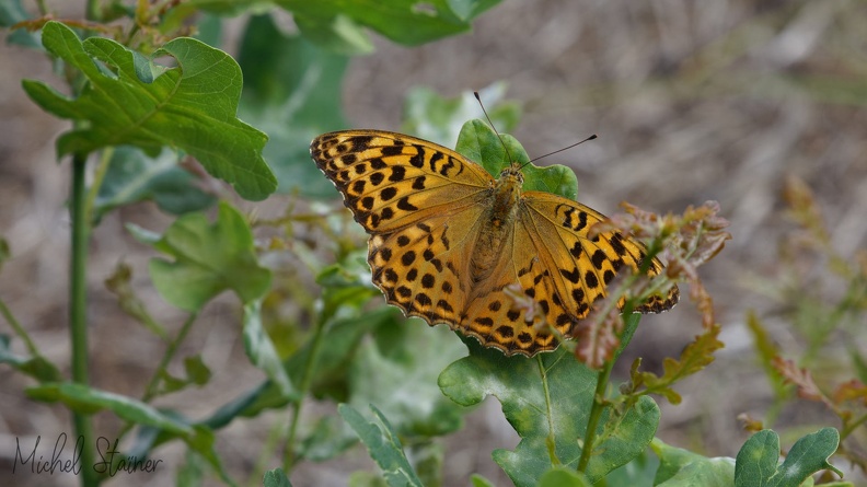 5D4_3680.jpg