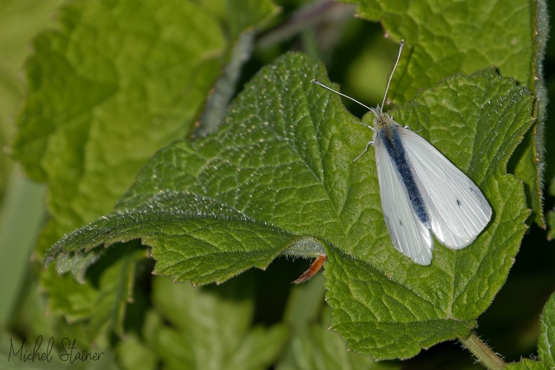 5D4 6276 - 5D4_6276.jpg 5D4_6276.jpg